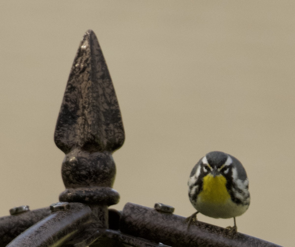 Goldkehl-Waldsänger - ML647161290