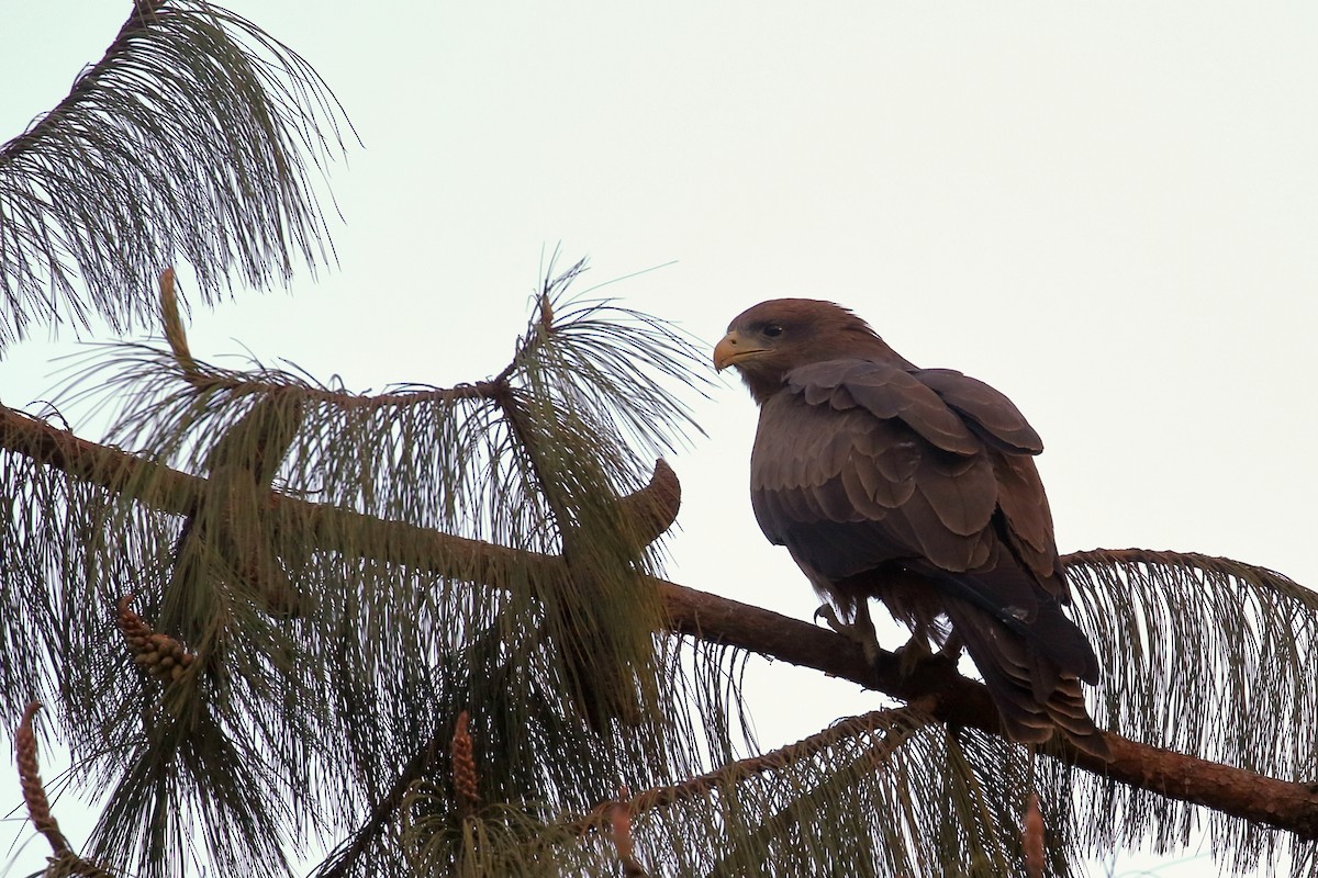 דיה שחורה - ML647161297