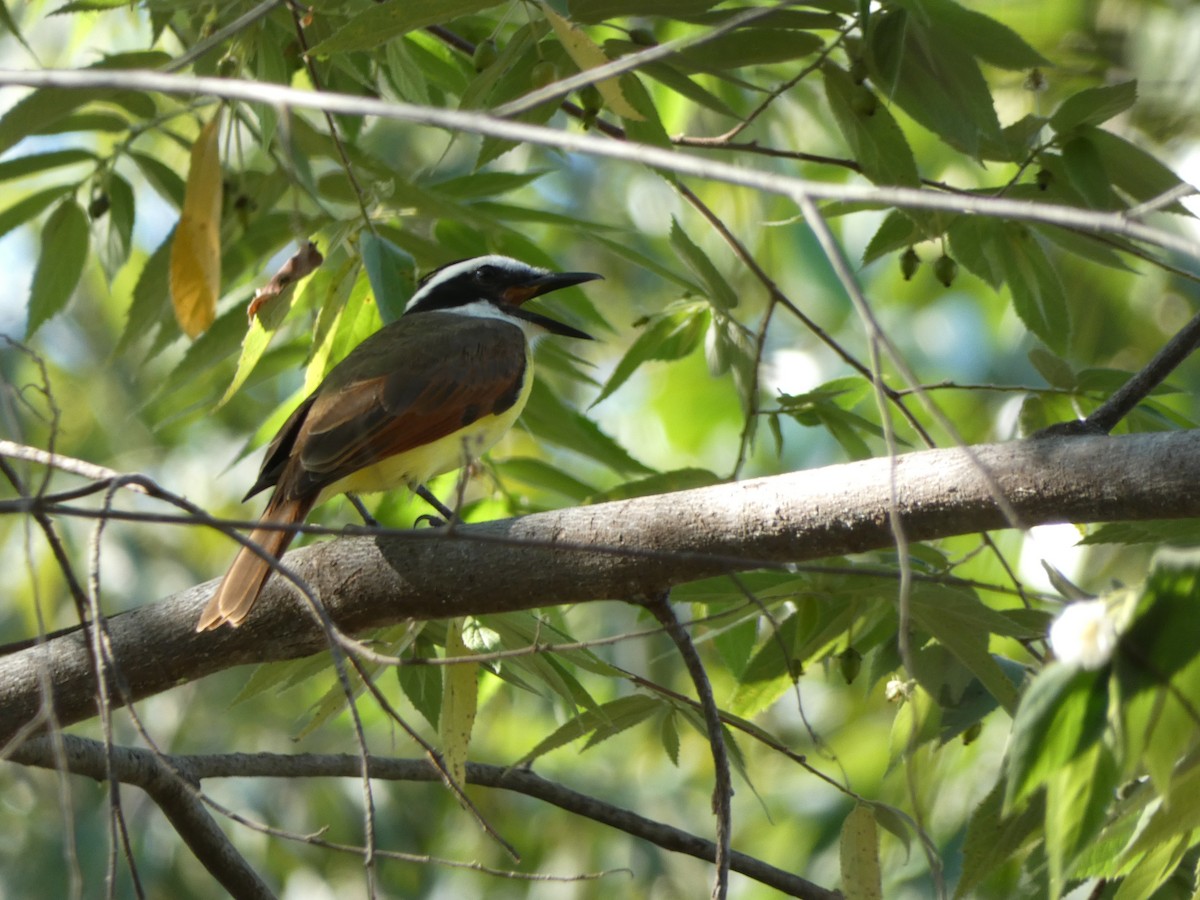 Great Kiskadee - ML647161299