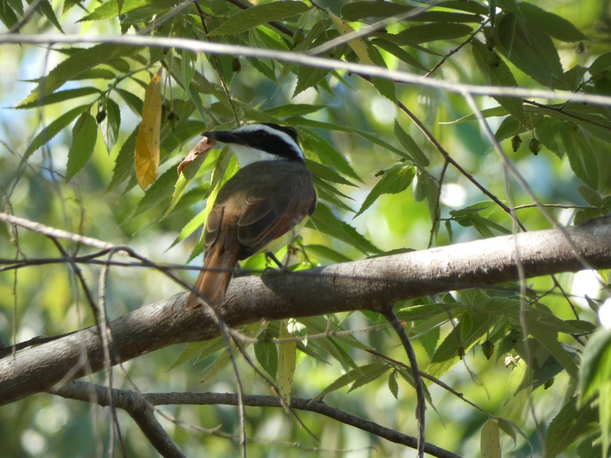 Great Kiskadee - ML647161300