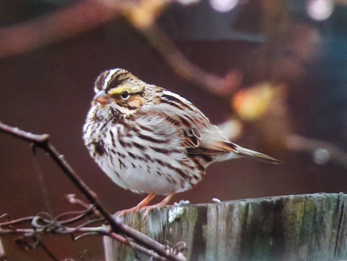 稀樹草鵐 - ML647161305