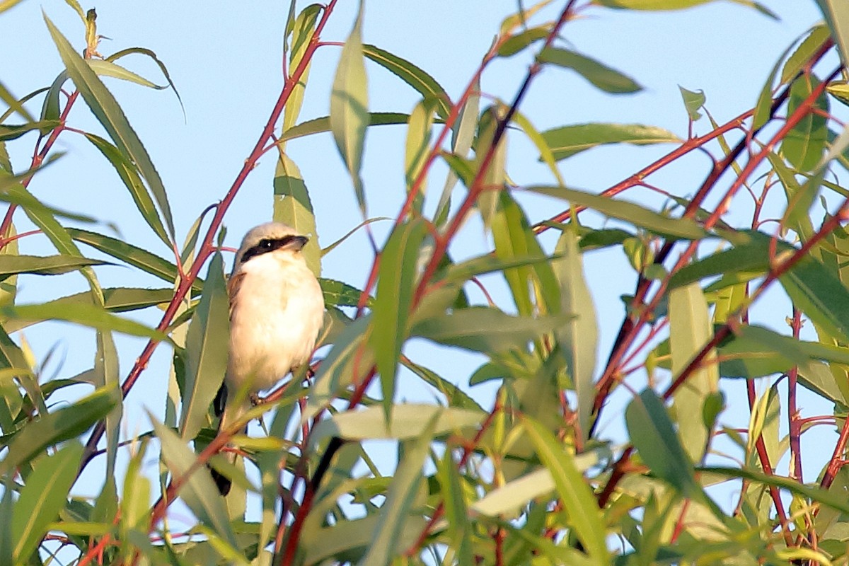 חנקן אדום-גב - ML647161309