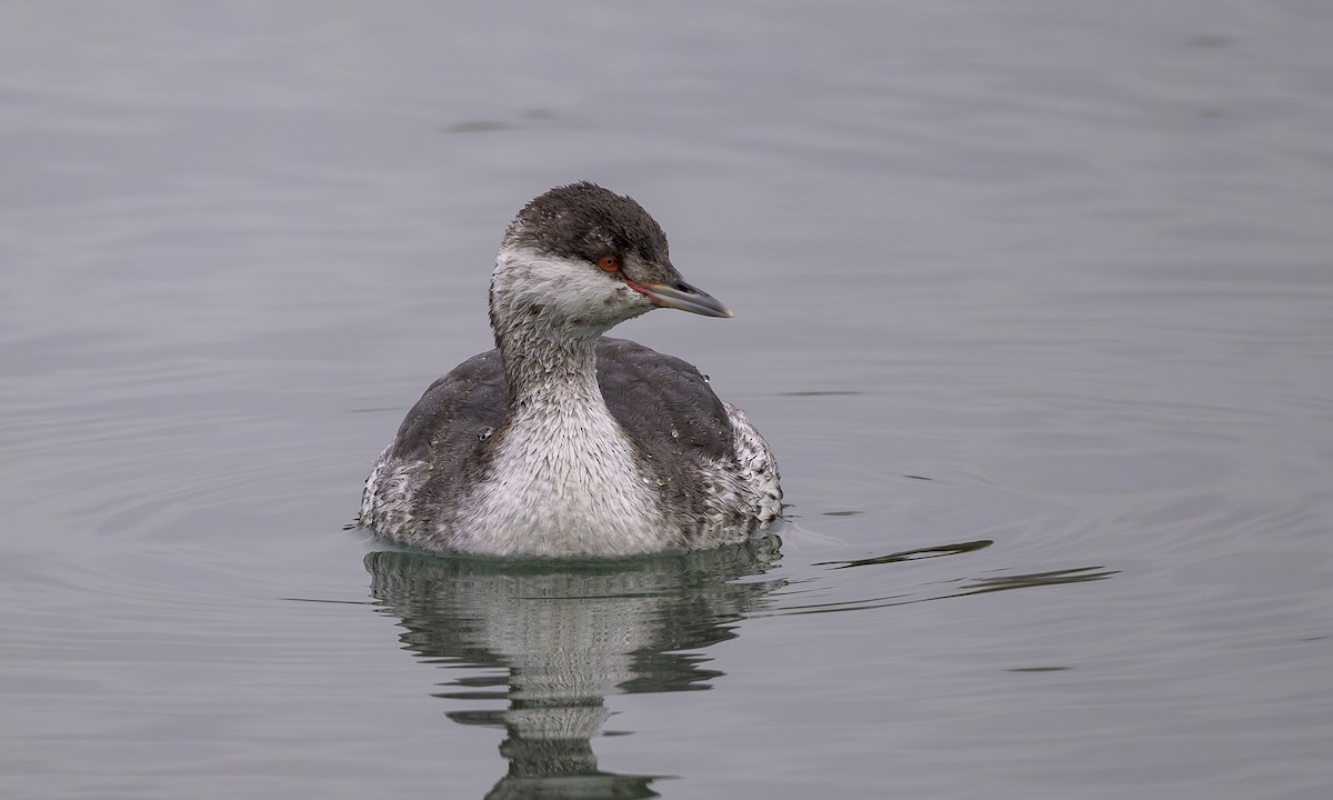 ミミカイツブリ - ML647161315