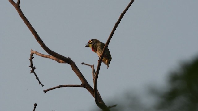 Краснолобый бородастик - ML647161320