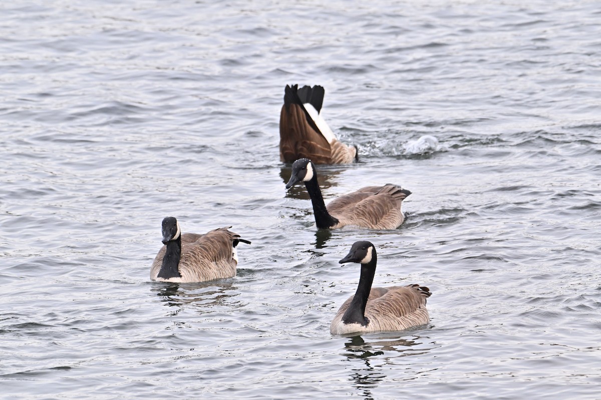 Bernache du Canada - ML647161324