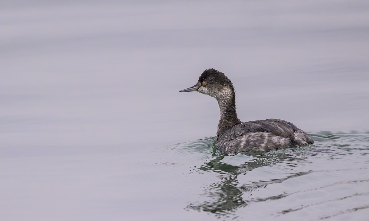 Eared Grebe - ML647161325