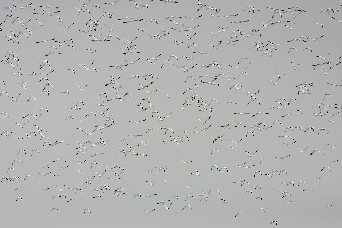 Red-necked Avocet - ML647161338