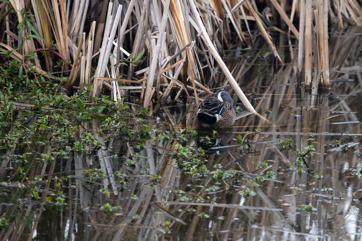 Mavi Kanatlı Ördek - ML647161341