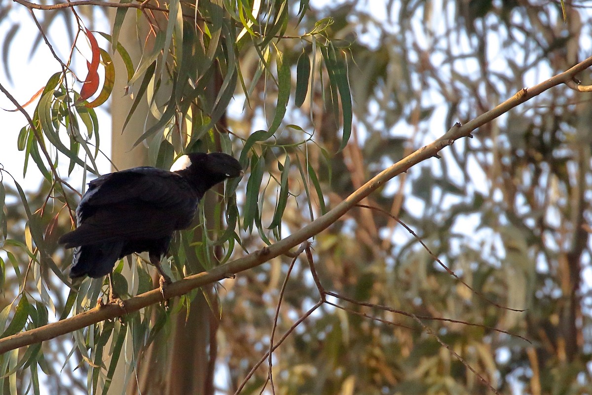 Thick-billed Raven - ML647161342