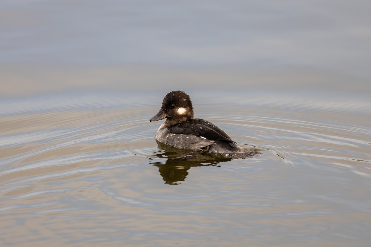 Ak Yanaklı Ördek - ML647161345
