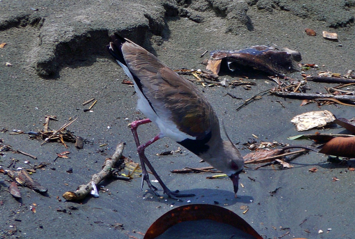 Southern Lapwing - ML647161346