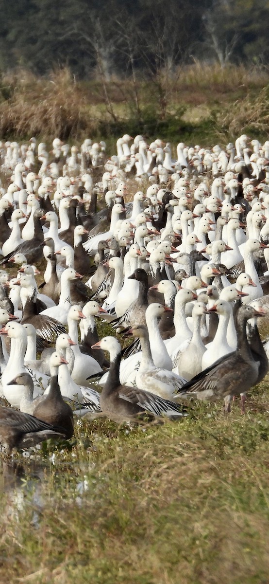 Snow Goose - ML647161347