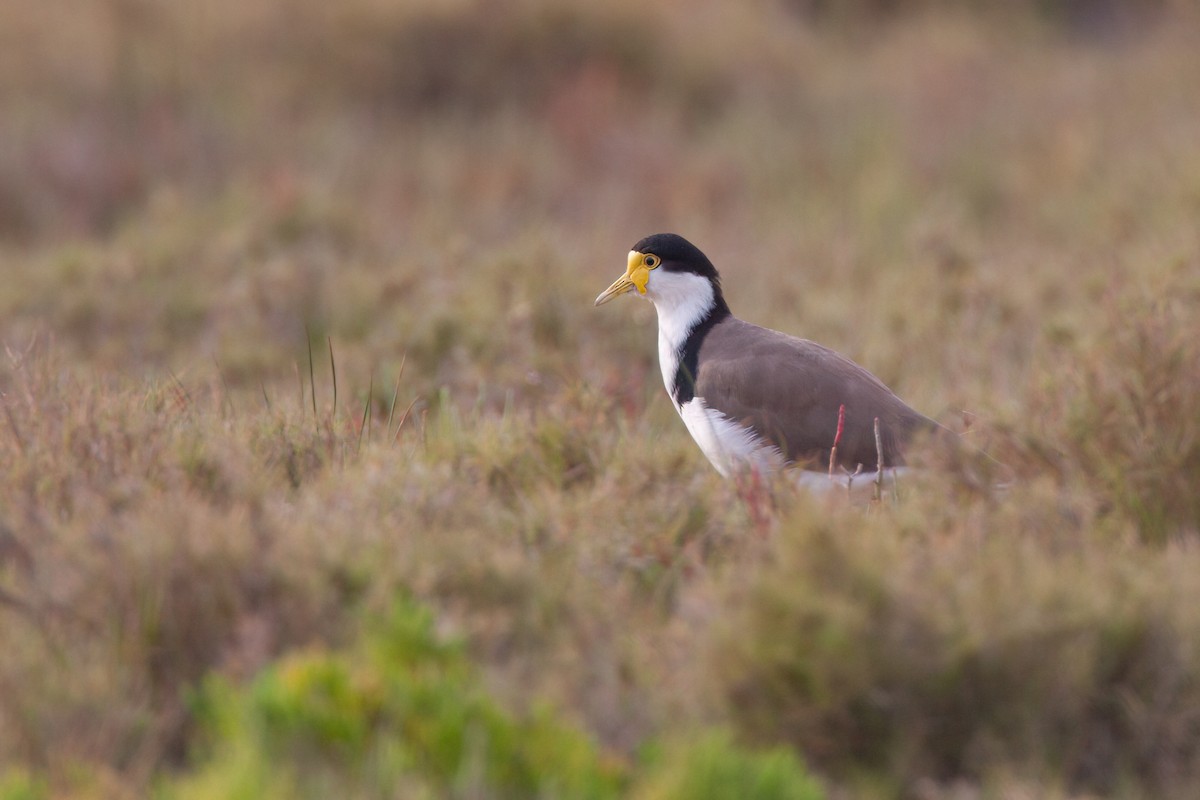 Masked Lapwing - ML647161349