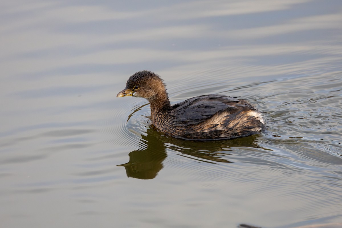 Kalın Gagalı Batağan - ML647161350