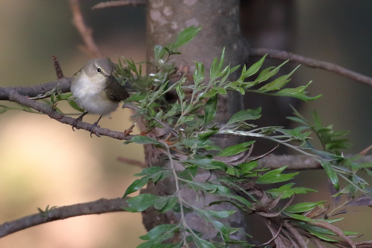 עלווית חורף - ML647161353