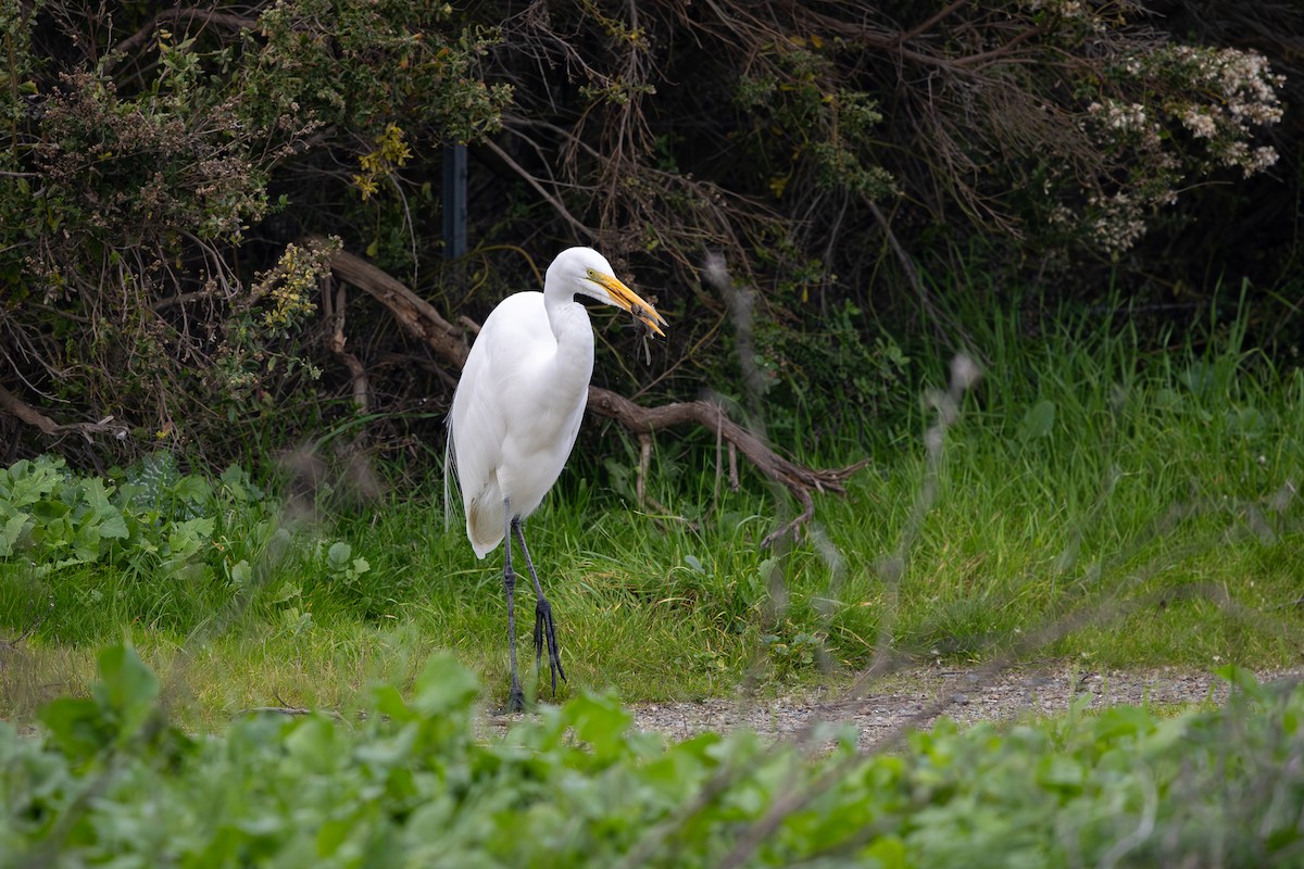 Büyük Ak Balıkçıl - ML647161354