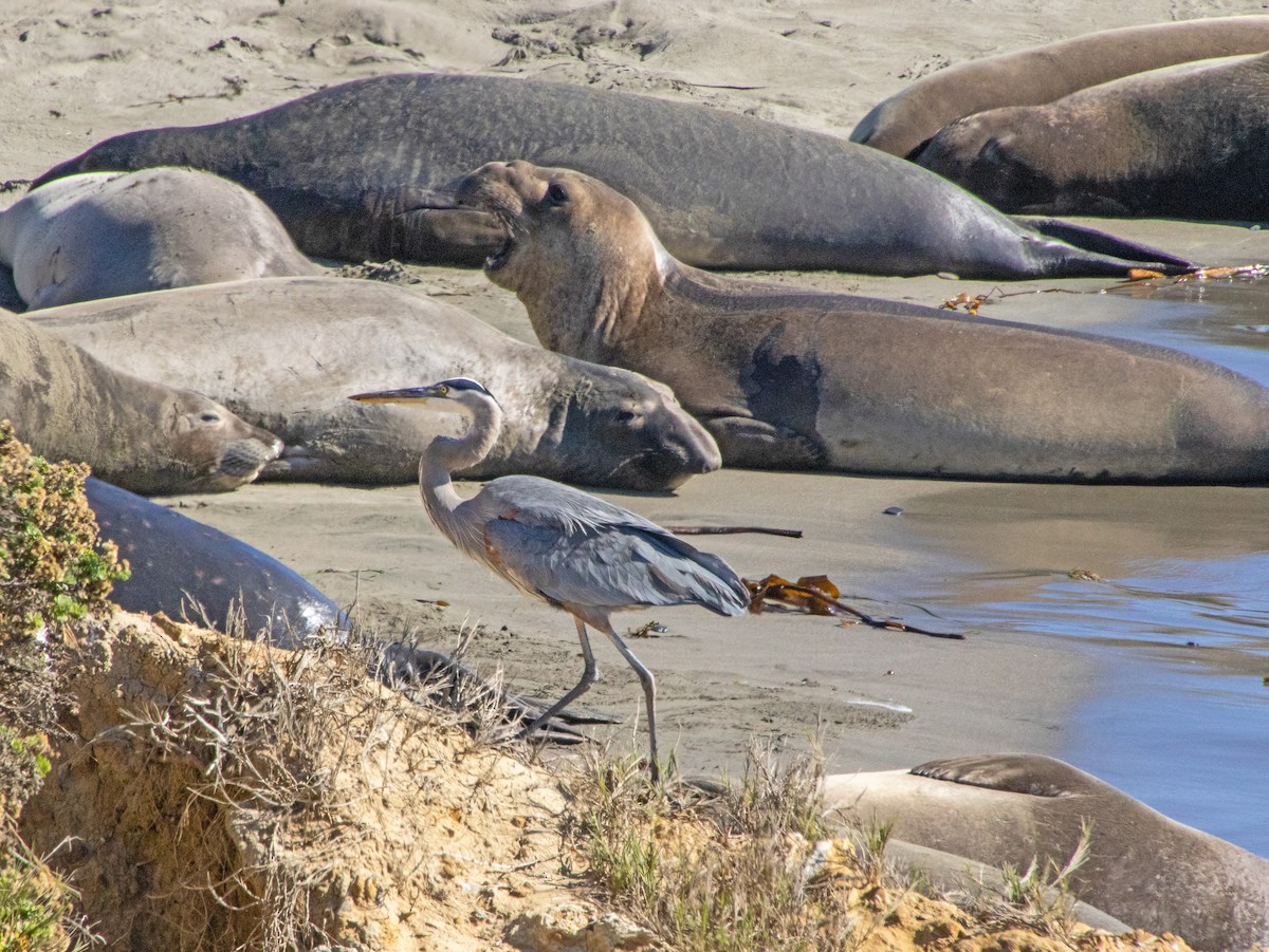 Great Blue Heron - ML647161355