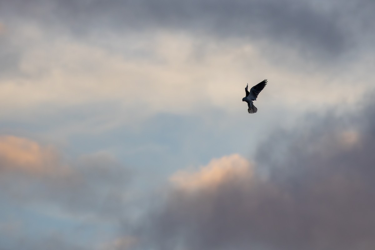 Amerika Ak Çaylağı - ML647161362