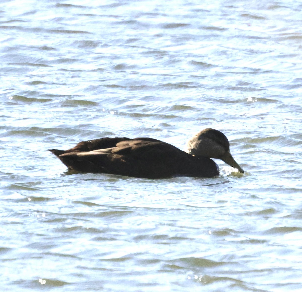 American Black Duck - ML647161365