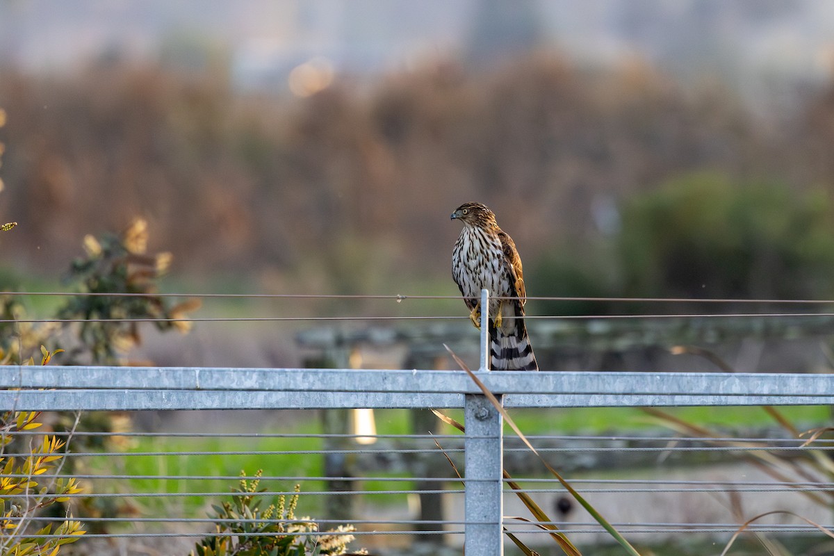 Cooper Atmacası - ML647161372