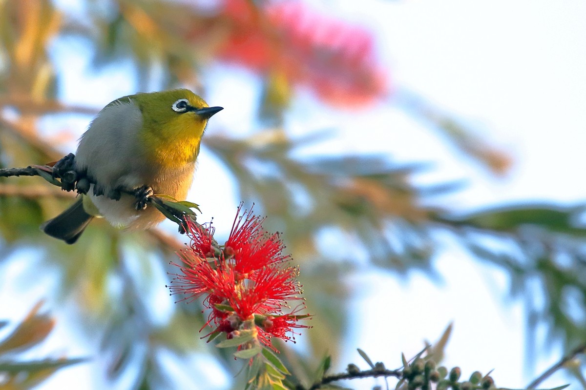 Ethiopian White-eye - ML647161373