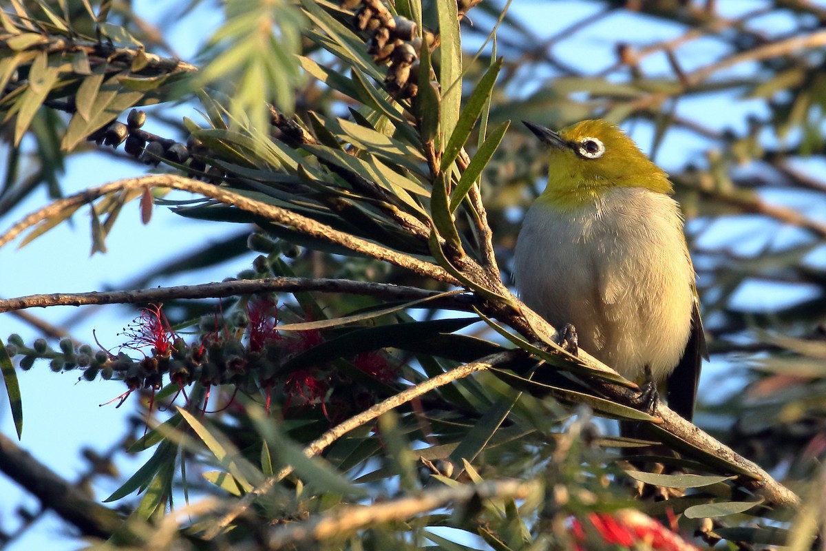 Ethiopian White-eye - ML647161374
