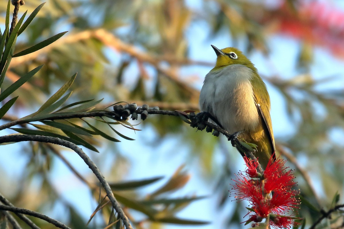 Ethiopian White-eye - ML647161375