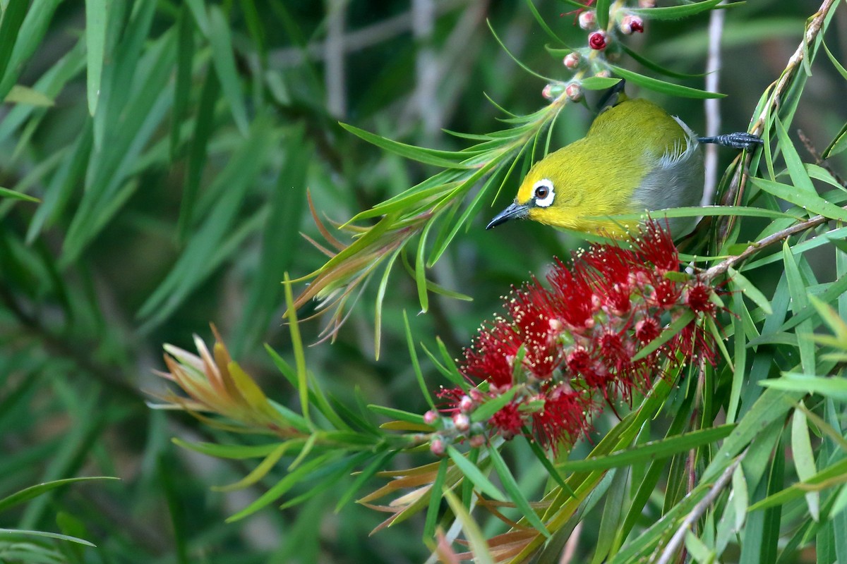 Ethiopian White-eye - ML647161376