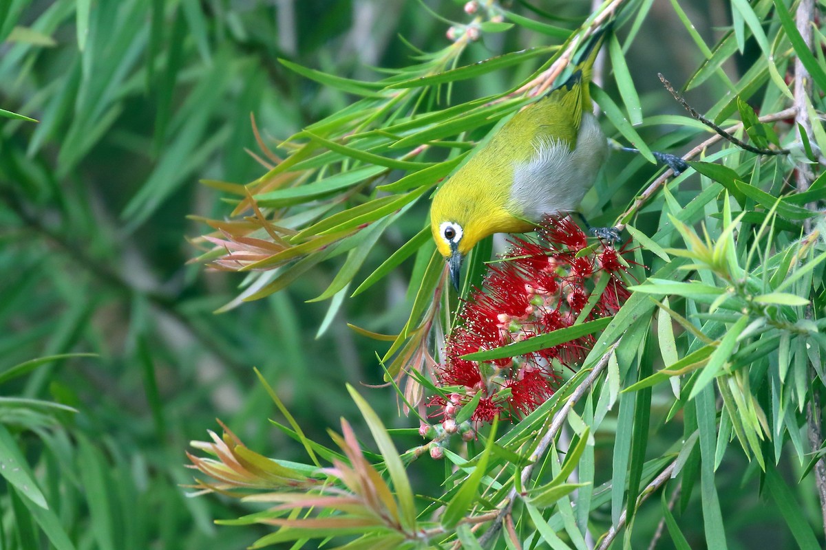 Ethiopian White-eye - ML647161377