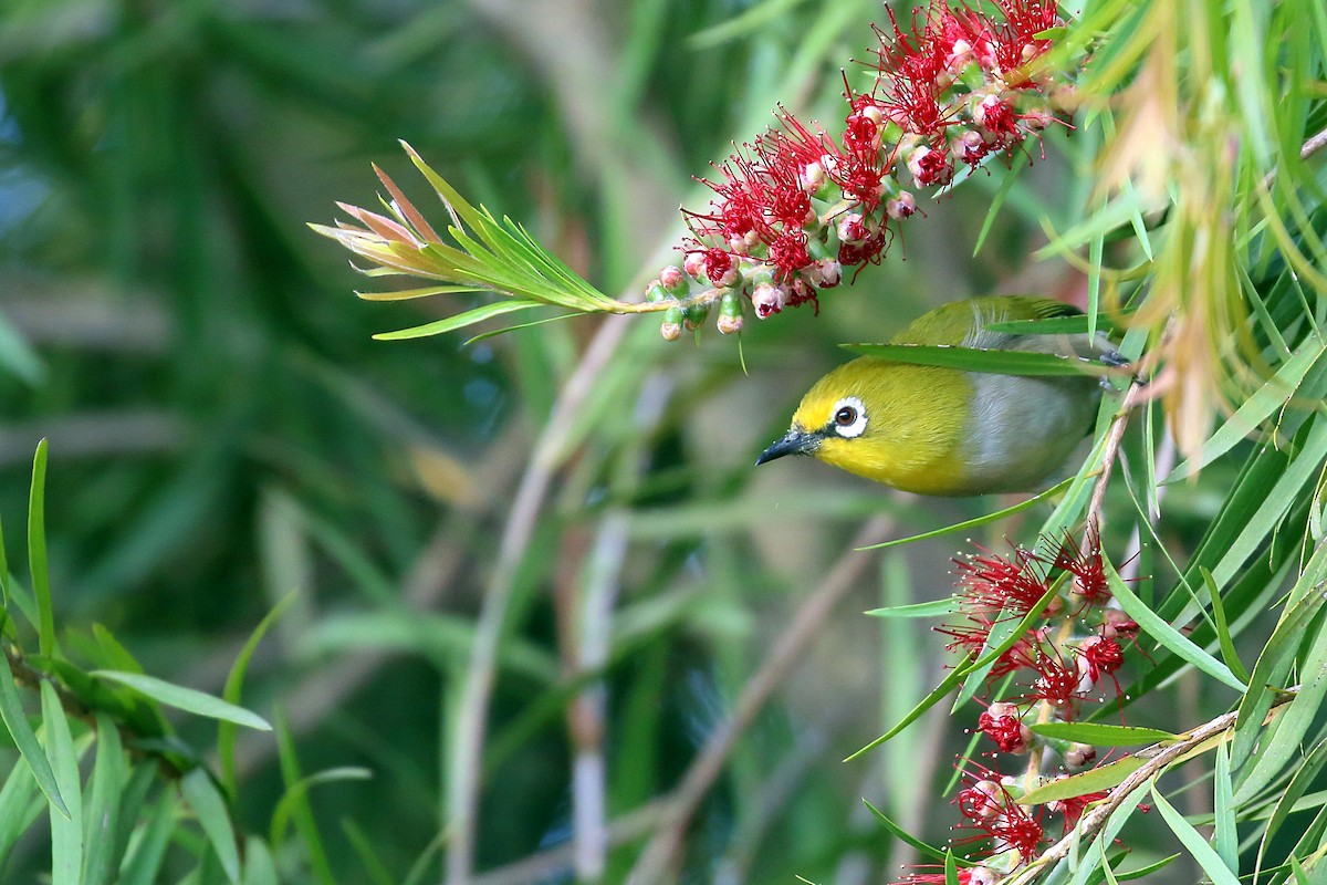 Ethiopian White-eye - ML647161378