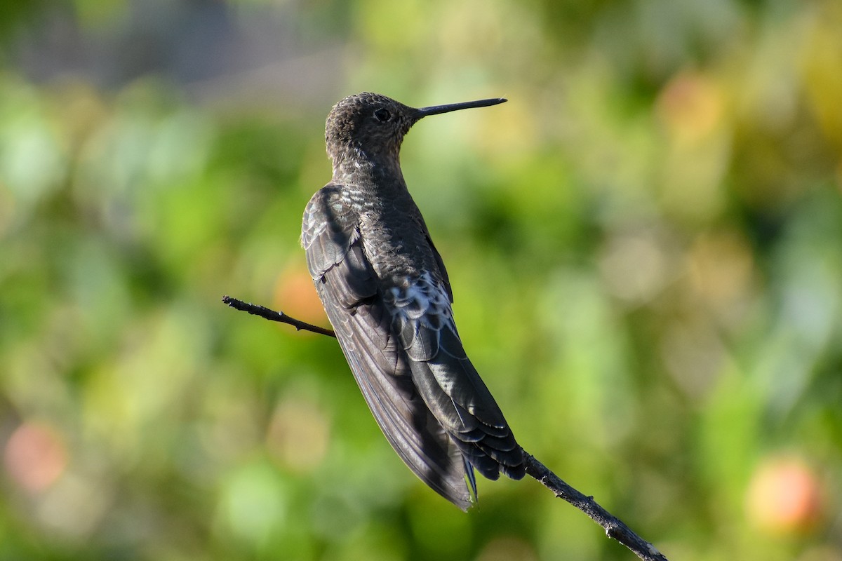 Giant Hummingbird - ML647161379