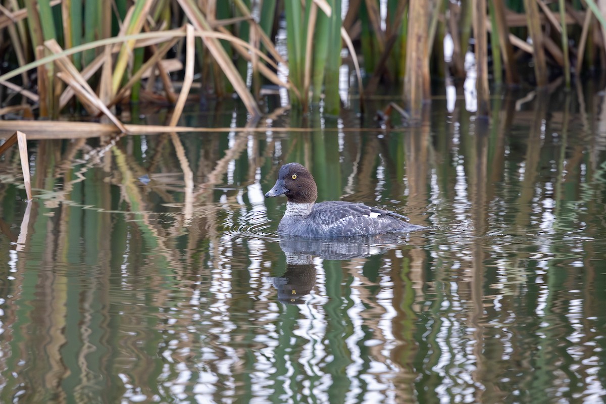 Altıngöz - ML647161382