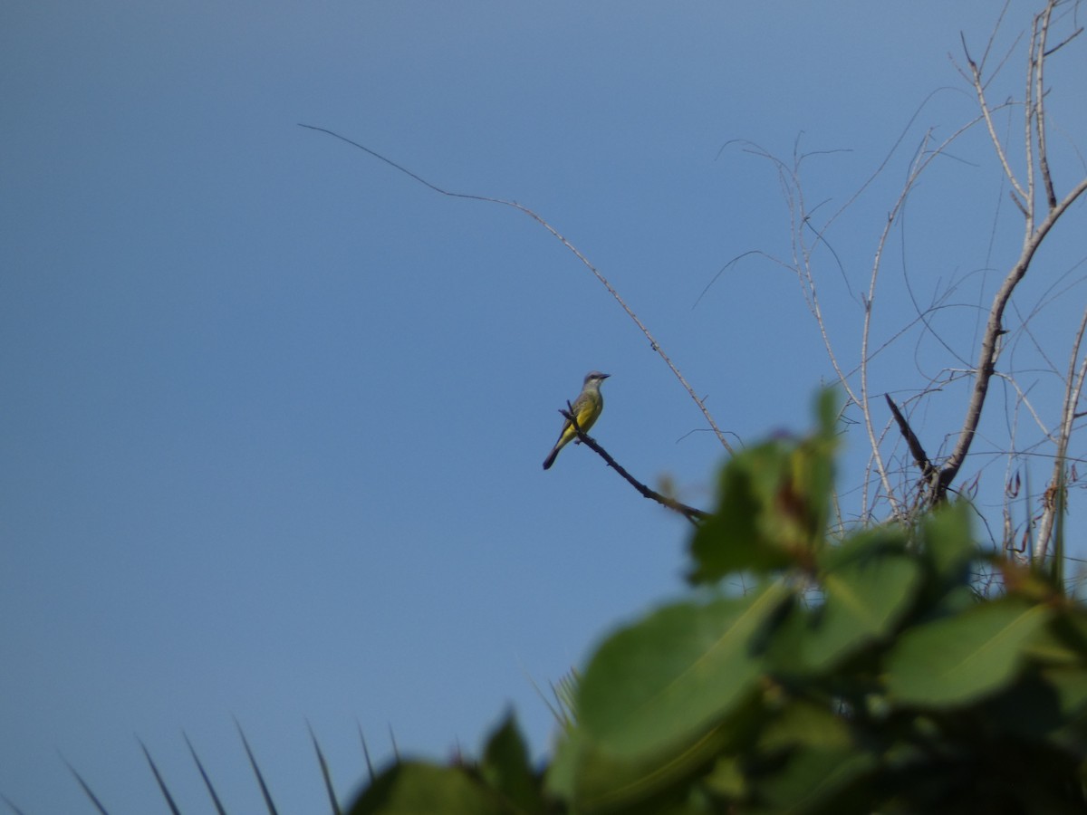 Tropical Kingbird - ML647161384