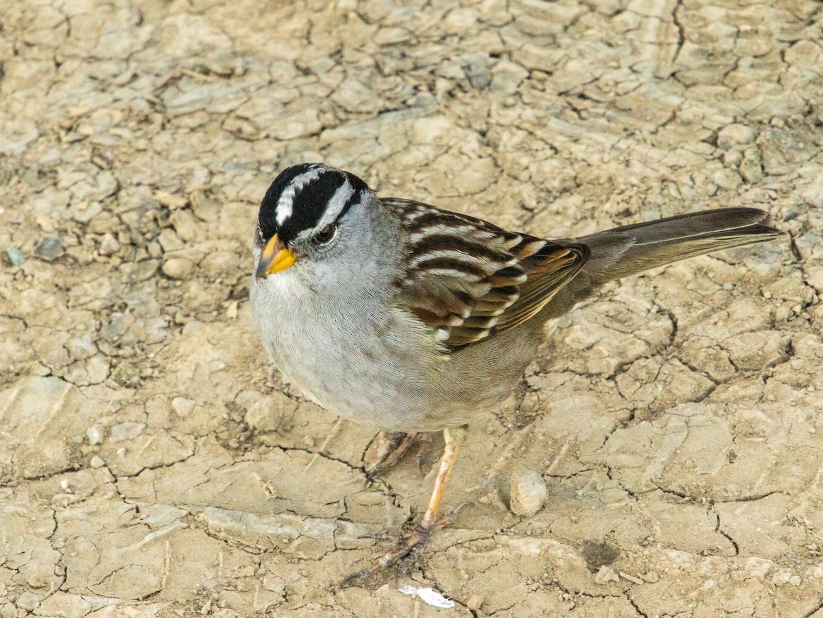 White-crowned Sparrow - ML647161385
