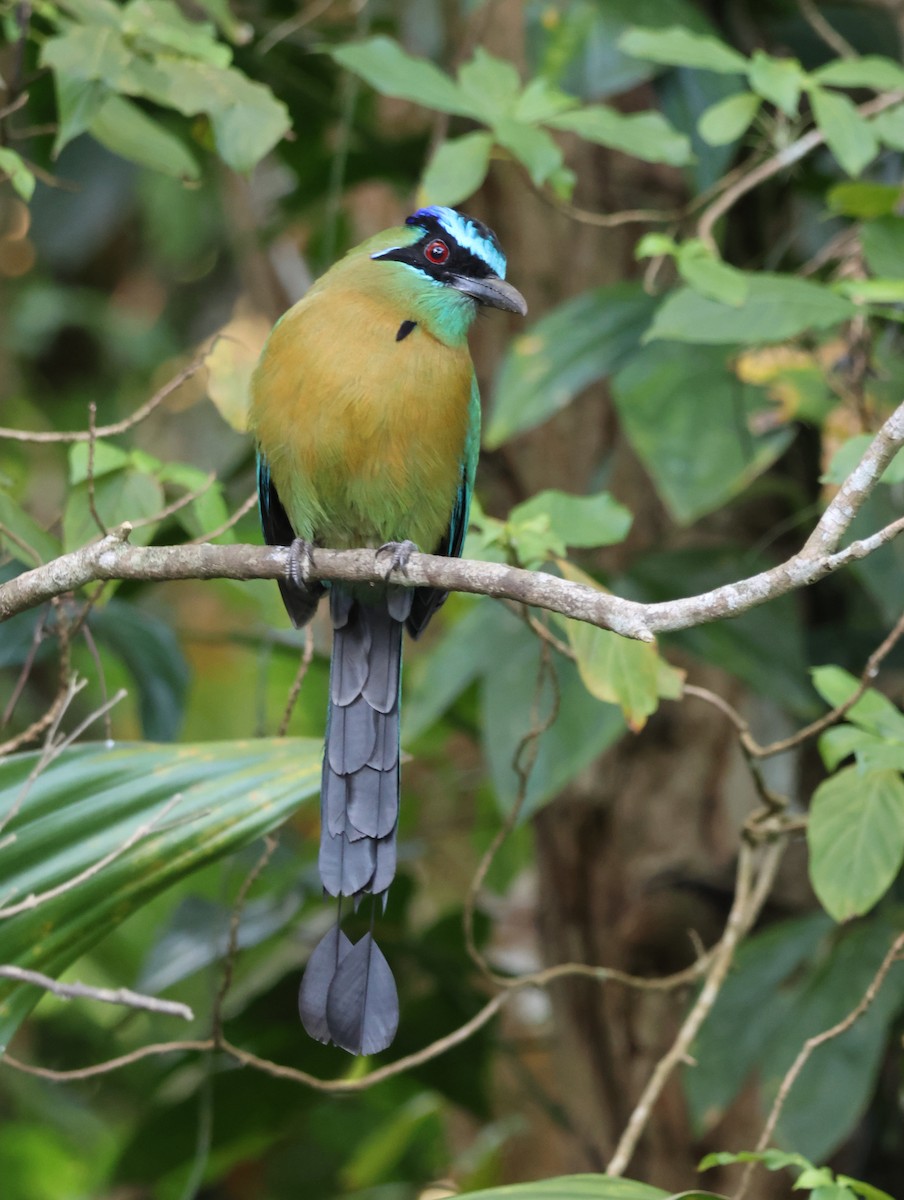 Lesson Motmotu - ML647161386