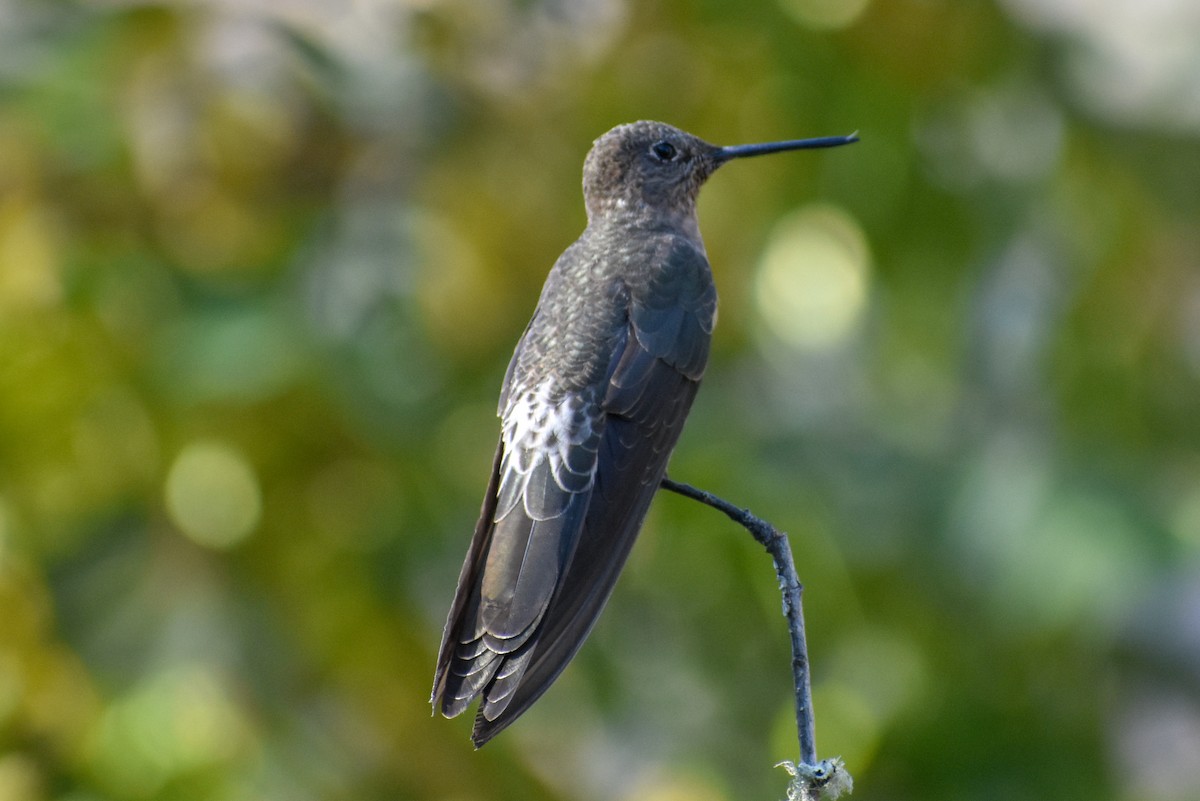 Giant Hummingbird - ML647161390