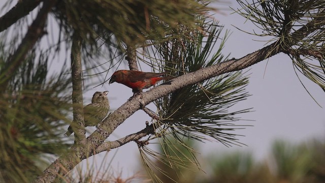Red Crossbill - ML647161408