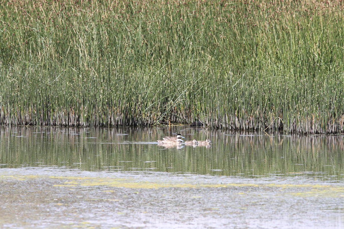 Puna Teal - ML647161409