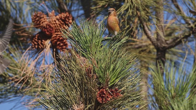 Red Crossbill - ML647161412