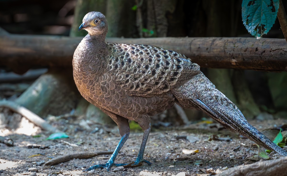 filigransfasan - ML647161414