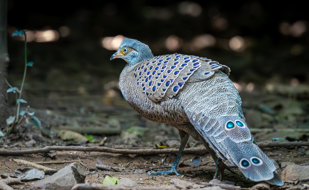 filigransfasan - ML647161415