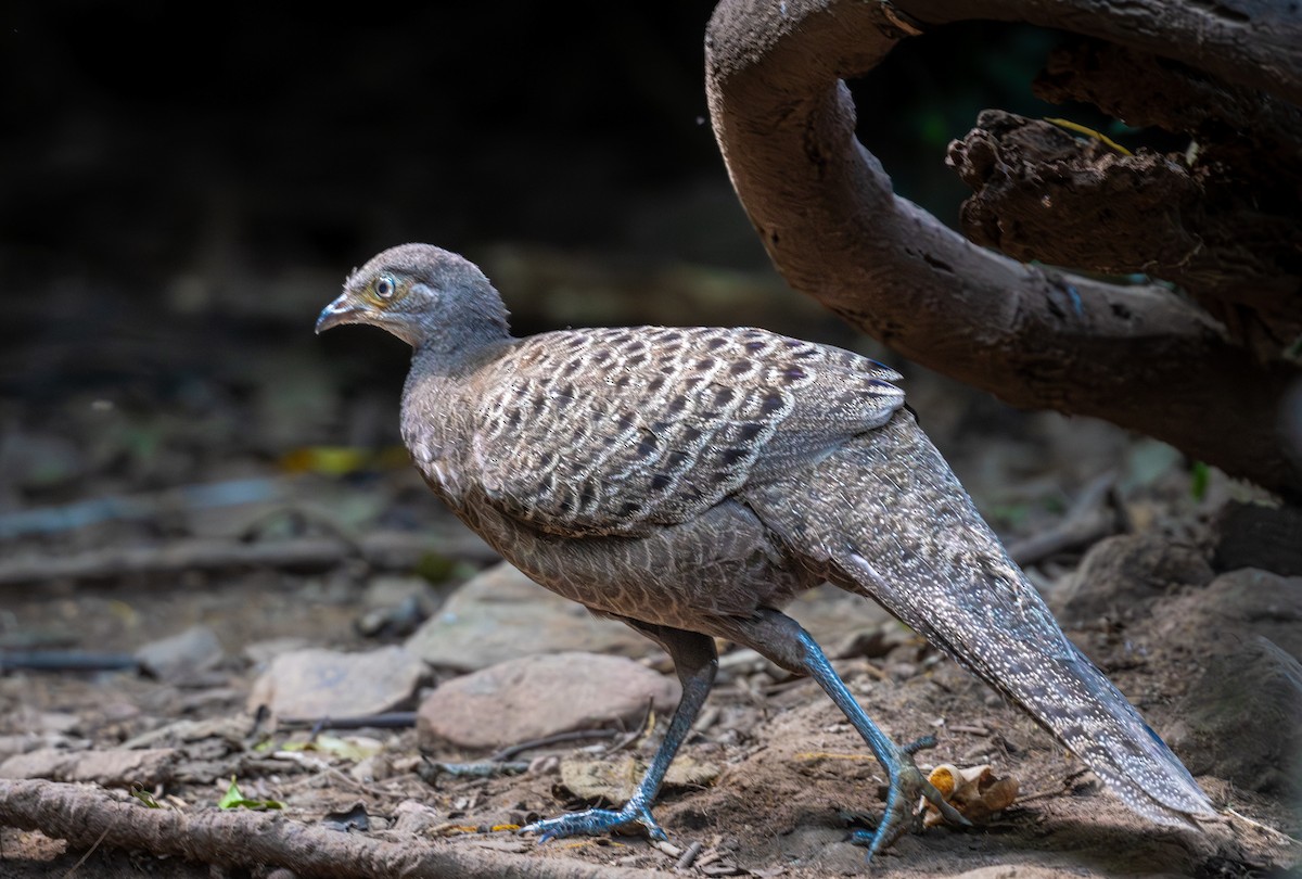 filigransfasan - ML647161416