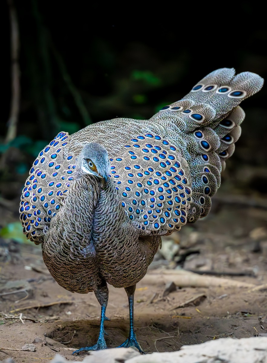 filigransfasan - ML647161418