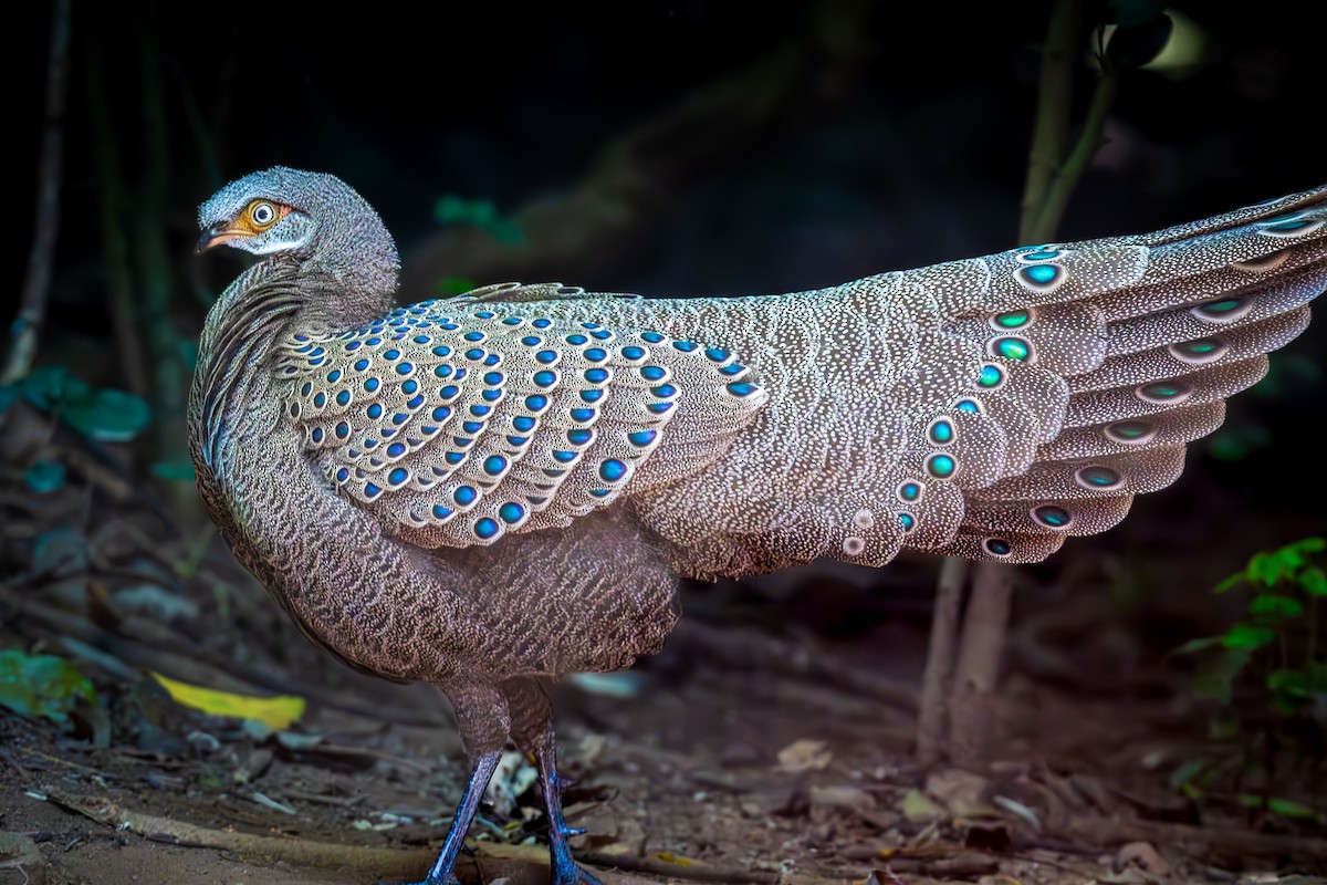 filigransfasan - ML647161419