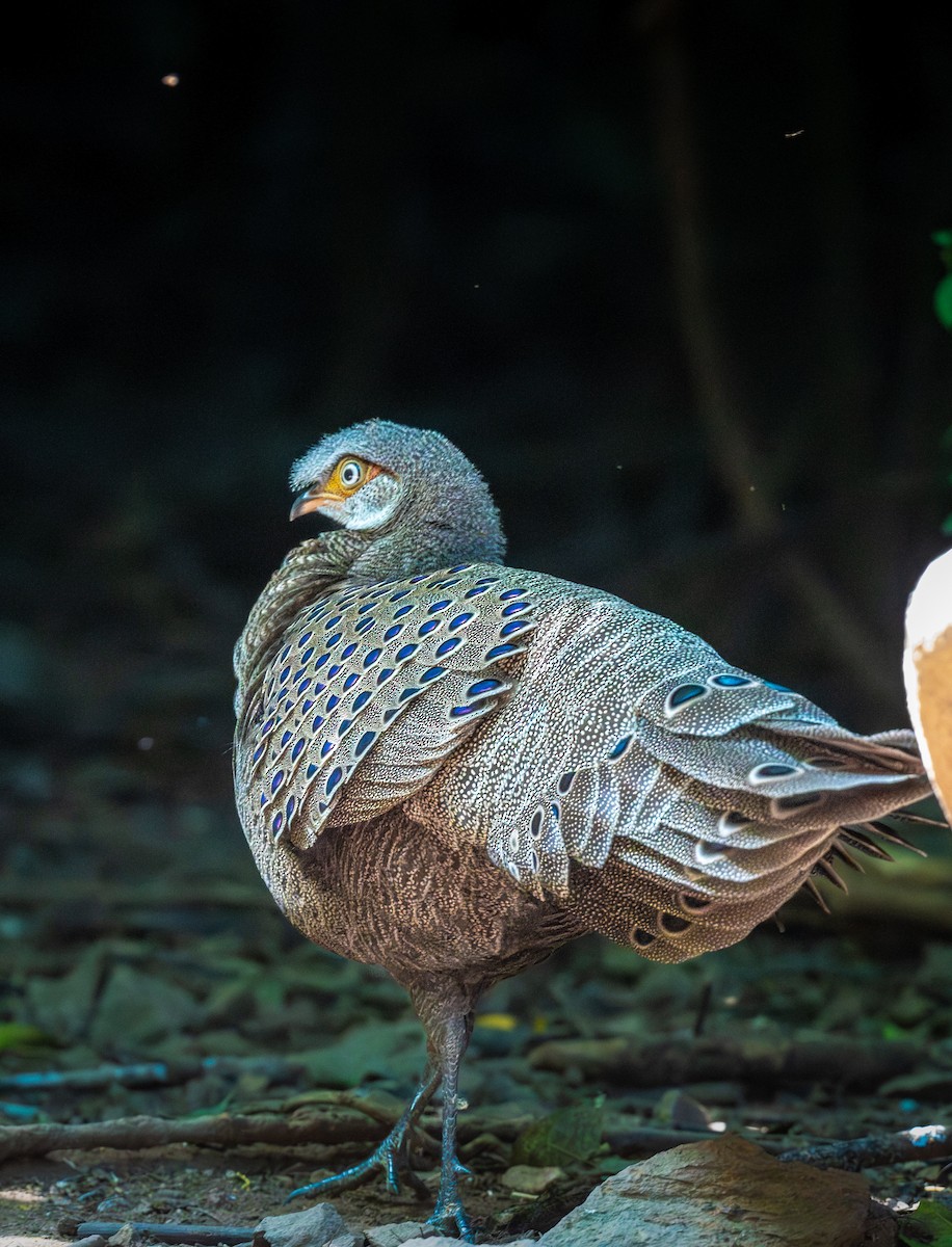 filigransfasan - ML647161420