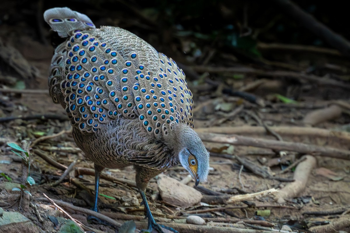 filigransfasan - ML647161421