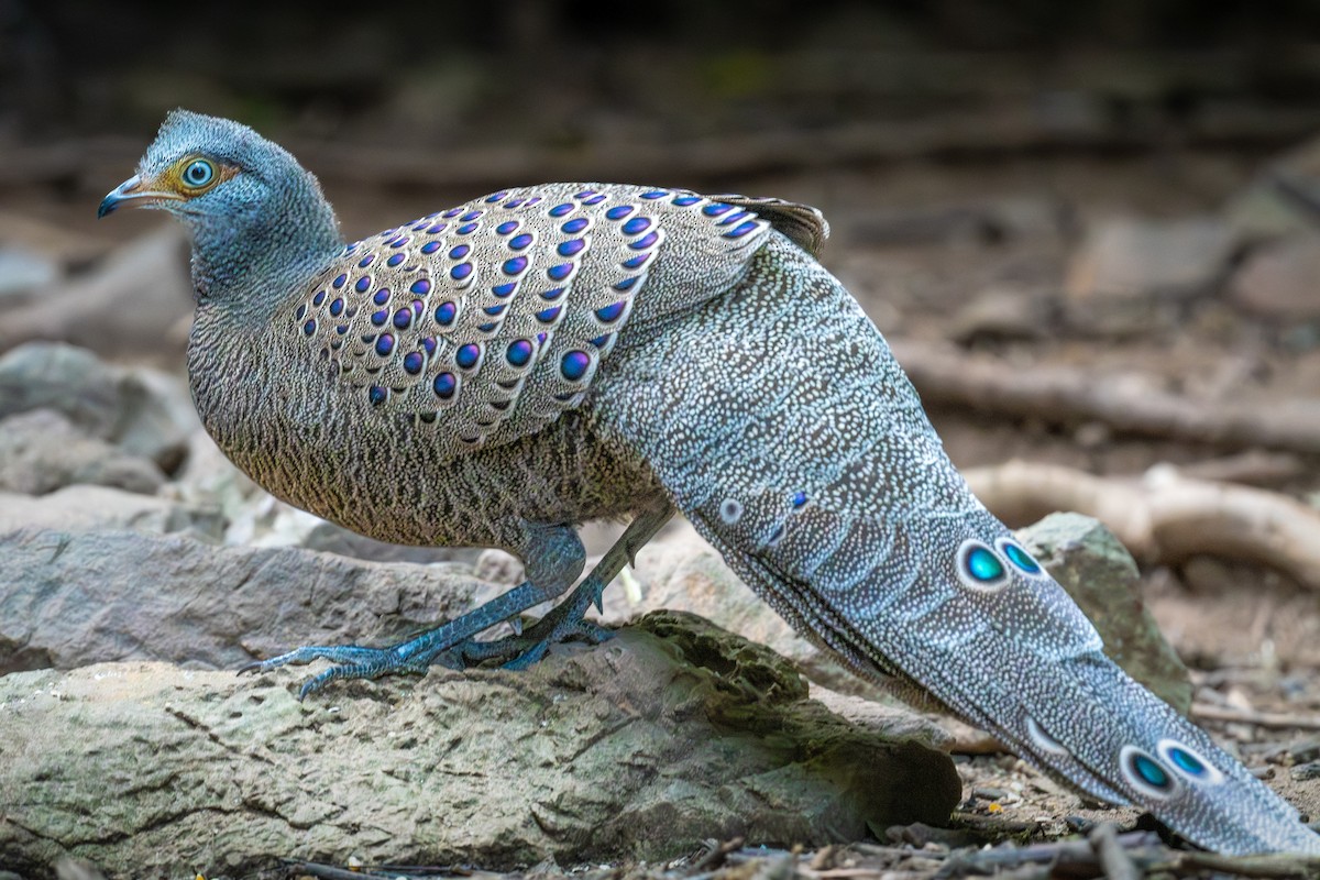 filigransfasan - ML647161422