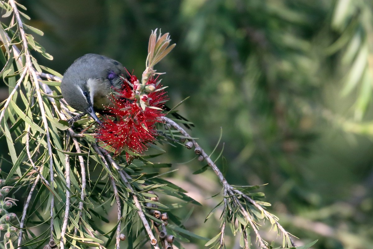 Tacazze Sunbird - ML647161432