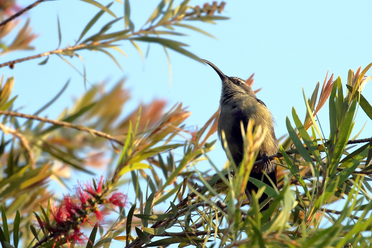 Tacazze Sunbird - ML647161434