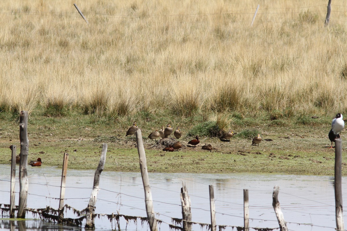 Yellow-billed Pintail - ML647161438